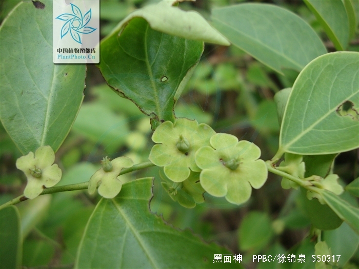 hook. f.)是叶下珠科黑面神属植物.