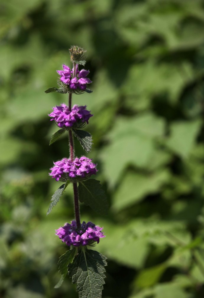  p>串铃草,phlomis mongolica turcz.