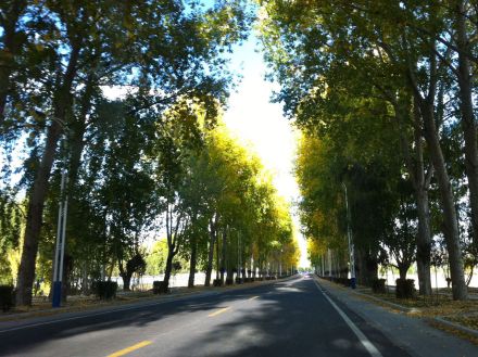 行道树（道路两侧树木）_百度百科