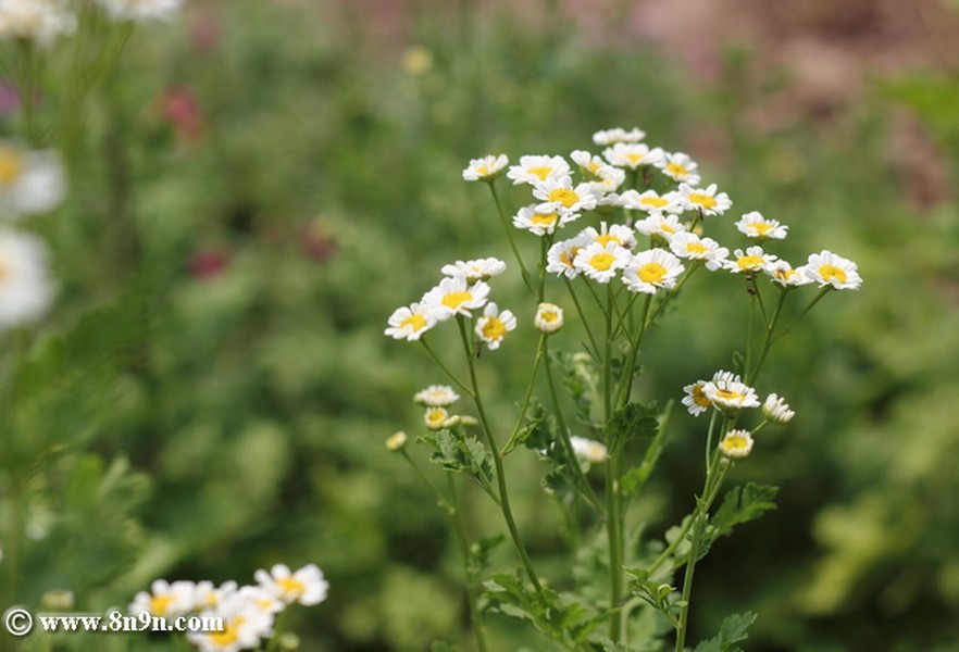  p>短舌匹菊(学名:pyrethrum parthenium (l.) sm.