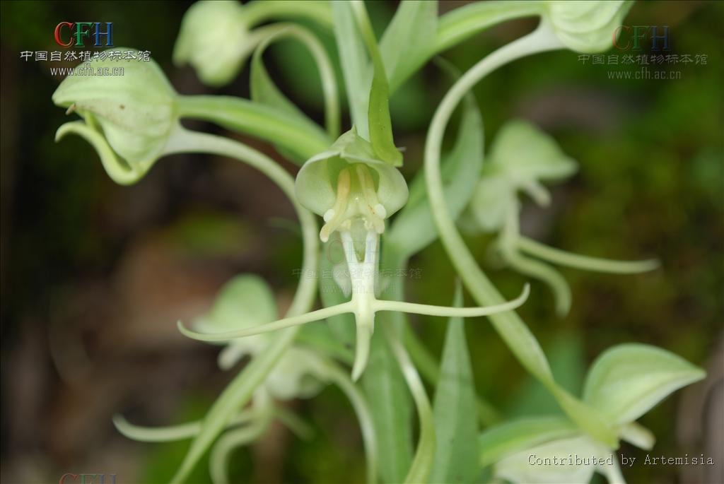  p>线瓣玉凤花是 a target="_blank" href="/item/兰科">兰科 /a> a