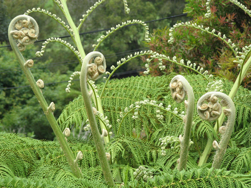 孢子植物