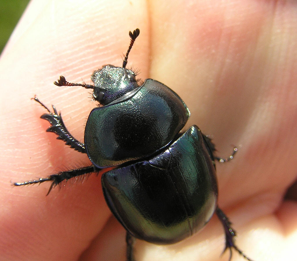 ">鞘翅目 /a>, a href="#" data-lemmaid="5468819">鳃金龟科 /a>