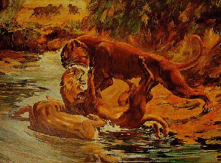 恐猫_百度百科