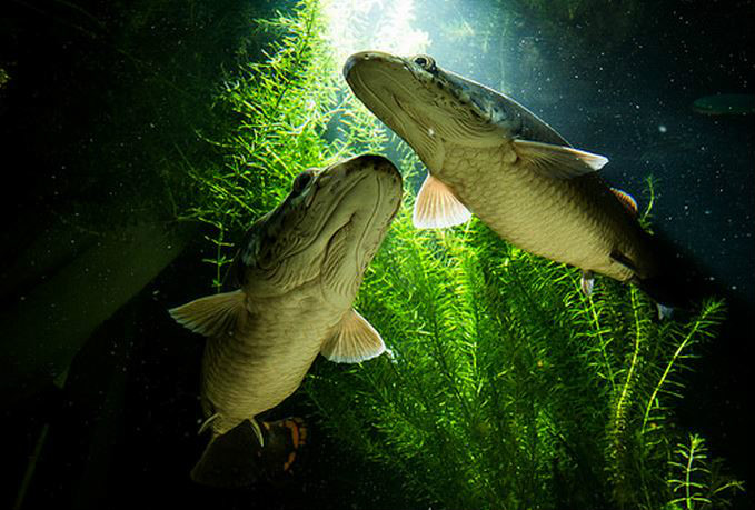  p>巨骨舌鱼(学名: i>arapaima gigas /i>):是辐鳍鱼纲,骨舌鱼目,巨骨