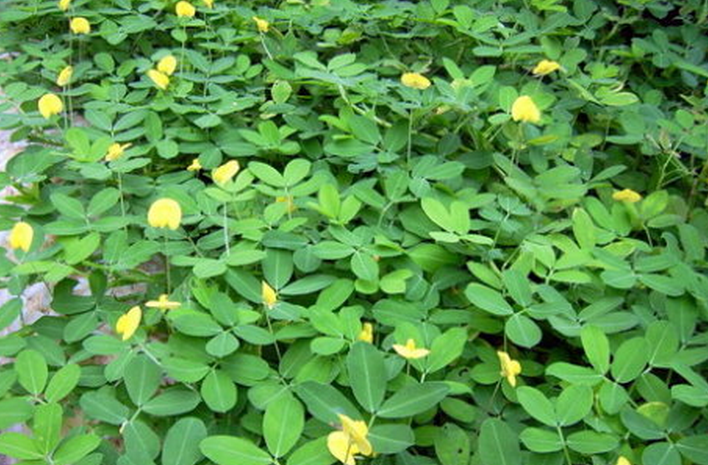  p>巴西花生藤别称为落地花生,遍地黄金.