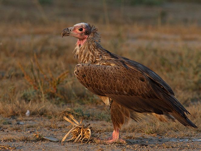  p>黑兀鹫(学名: i>sarcogyps calvus /i>)为 a target="_blank" href