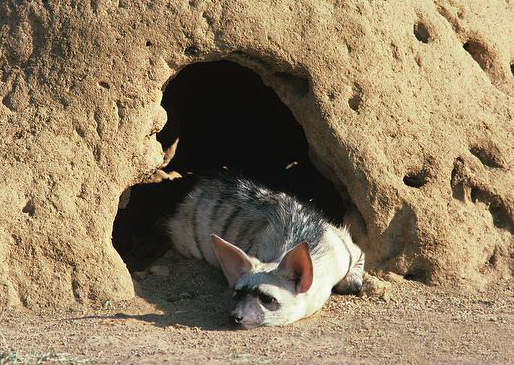  p>土狼(学名: i>proteles cristatus /i>):体长约80厘米,肩部高而