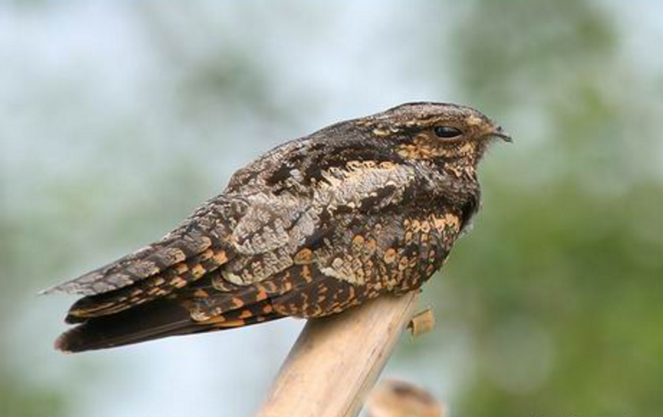 maculosus /i>,是 a target="_blank" href="/item/夜鹰科/2501483"