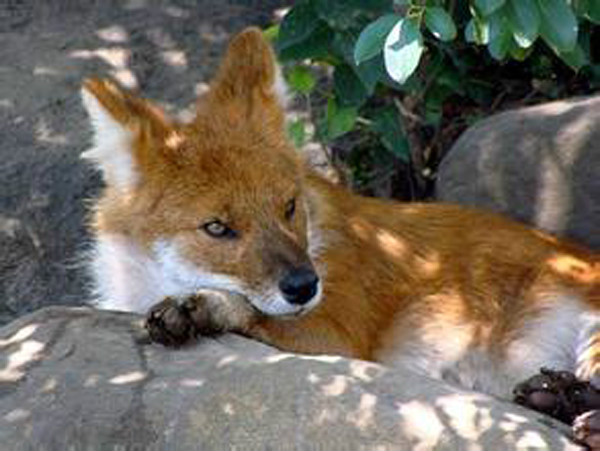  p>豺(学名: i>cuon alpinus /i>):有11个 a target="_blank" href="