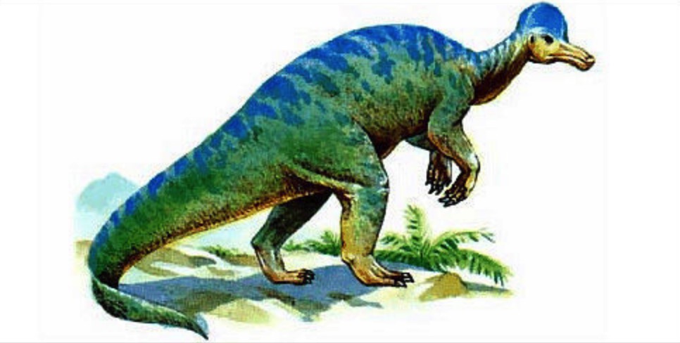 盔龙(corythosaurus)