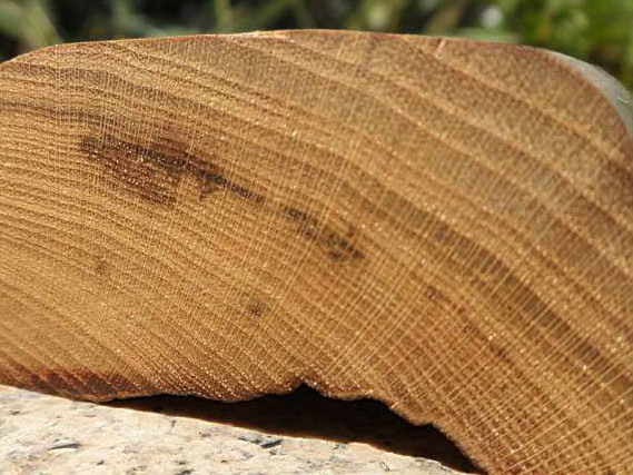  p> b>金丝楠 /b>是中国特有的珍贵木材.