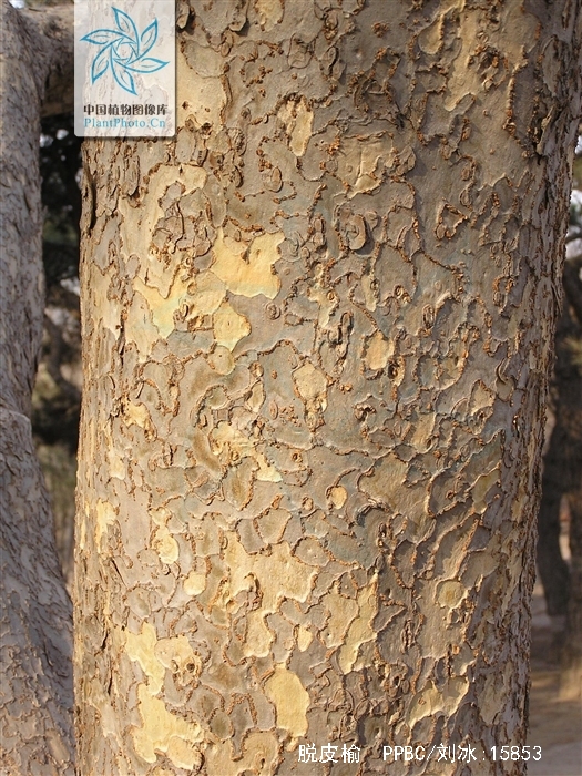  p>脱皮榆(学名: i>ulmus lamellosa /i> t. wang et s. l.