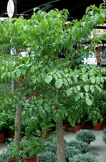 幌伞枫（五加科幌伞枫属植物）_百度百科
