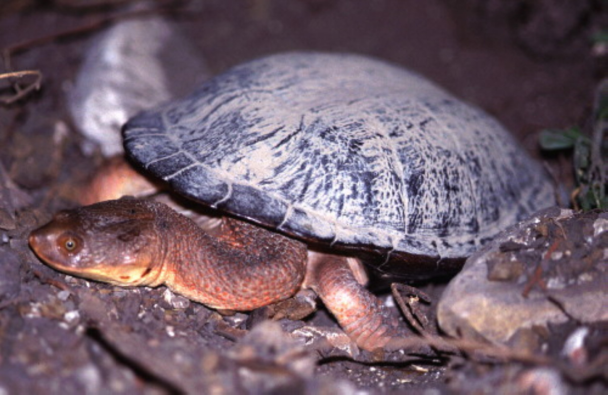 新几内亚长颈龟