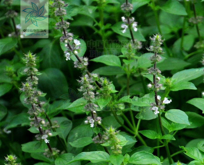  p>疏柔毛罗勒(学名: i>ocimum basilicum /i> var.