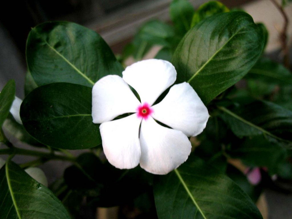  p>刺苞菊属约有28种,主要分布于 a href="#" data-lemmaid="11515">