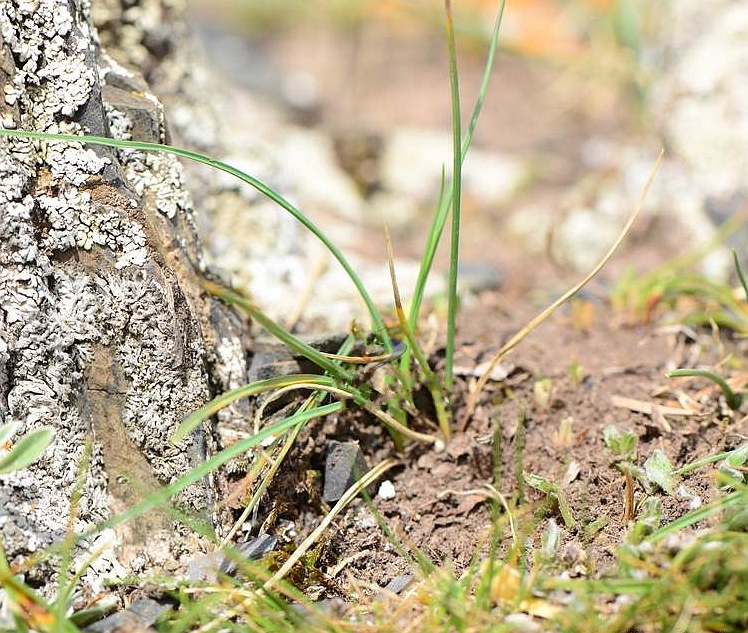  p>矮生嵩草(学名: i>kobresia humilis /i> (c. a. mey ex trauvt.