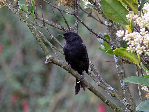 black flower-piercer