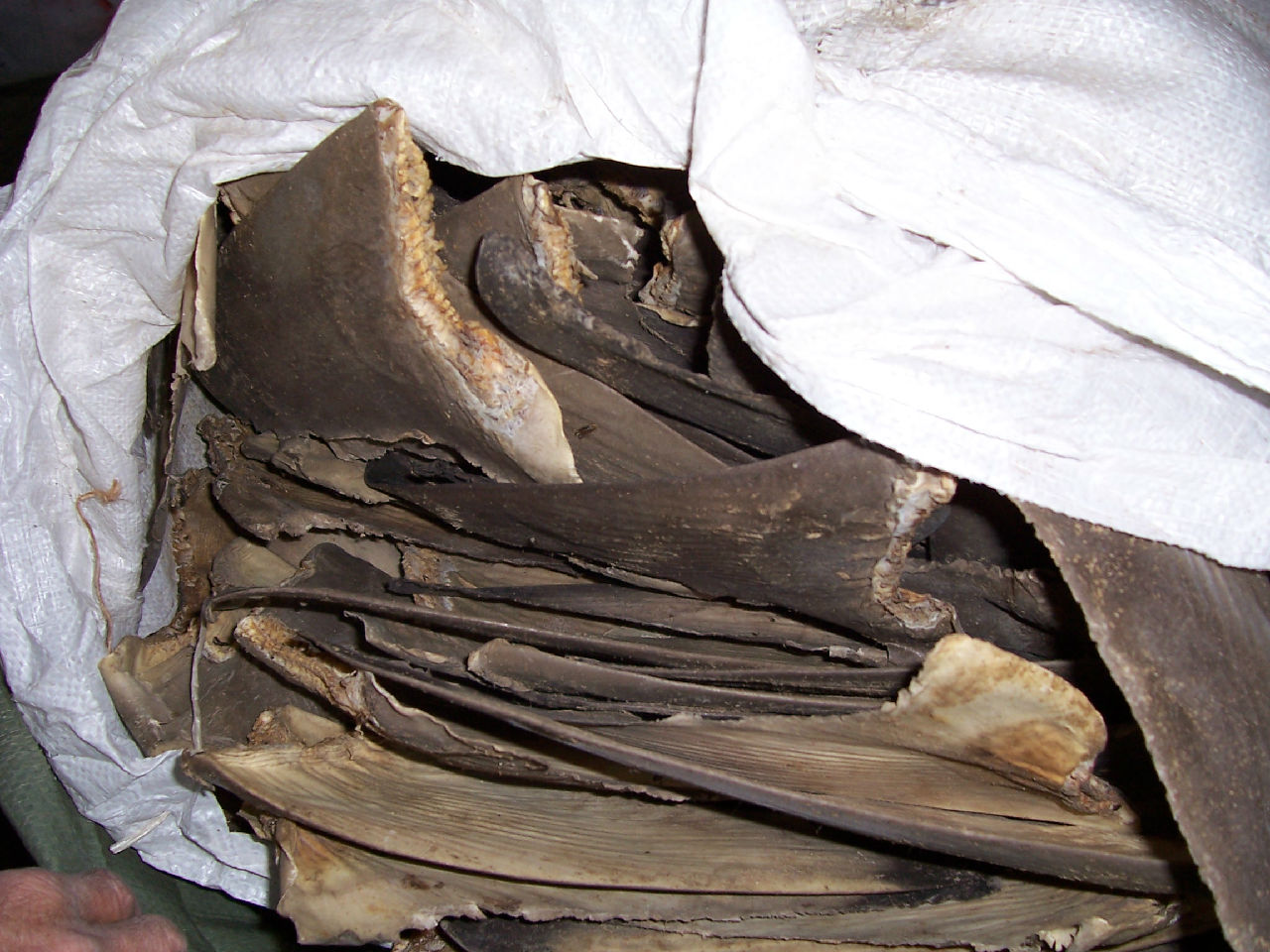  p data-id="gnrudb2rb1">鲨鱼翅在民间通常以"鱼翅"简称.