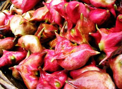  p>松江红菱是上海著名的水果之一,产于上海松江,为菱科一年生浮叶水