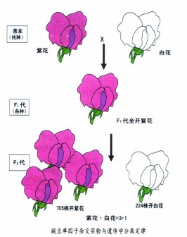 孟德尔遗传定律