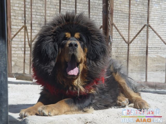 藏獒赤古