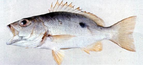  p>单斑笛鲷,学名: i>lutjanus monostigma  /i>(cuvier, 1828),俗名