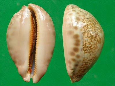  p>地理宝螺(学名:leporicypraea geographica geographica)是腹足纲