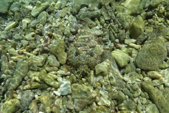 stonefish
