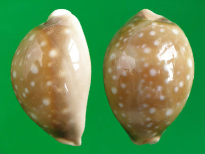  p>白星宝螺(学名:lyncina vitellus vitellus)是腹足纲宝螺科的 a