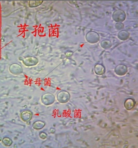 有益微生物群
