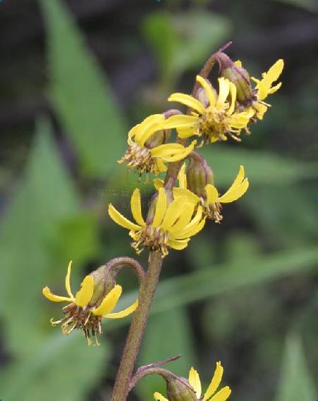 舌状花黄色,舌片线状长圆形;管状花的冠毛白色比花冠稍短.