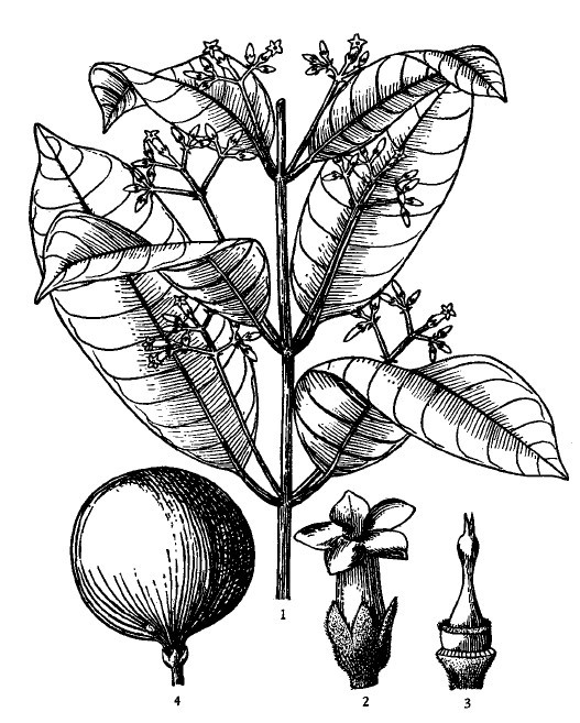 bousigonia mekongensis pierre