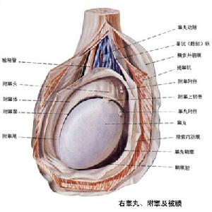 tuberculosis of epididymis