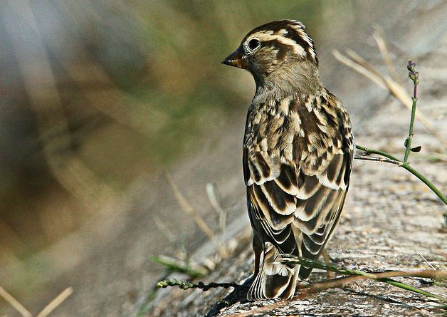  p>石雀(学名: i>petronia petronia /i>)属中型雀类,共有6个亚种.