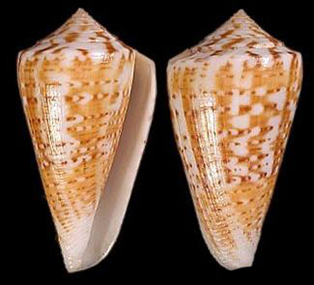 lamniconus lemniscatus clenchi