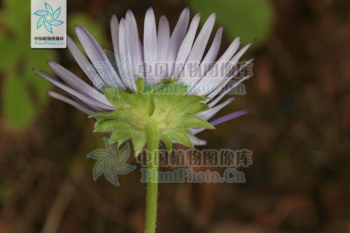 舌状花的舌片蓝色或紫色;管状花橙黄色,外面无毛.瘦果极