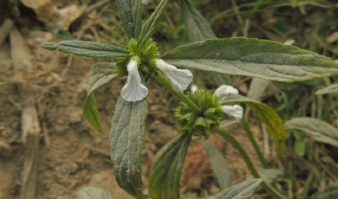  p>绣球防风属(学名:leucas r.