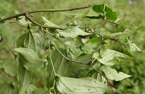  p>短梗菝葜(学名: i>smilax scobinicaulis /i> c. h.