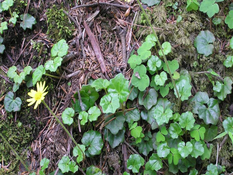 为菊科千里光属植物蒲儿根 i>senccio oldhamianus  /i>maxim.的全草.