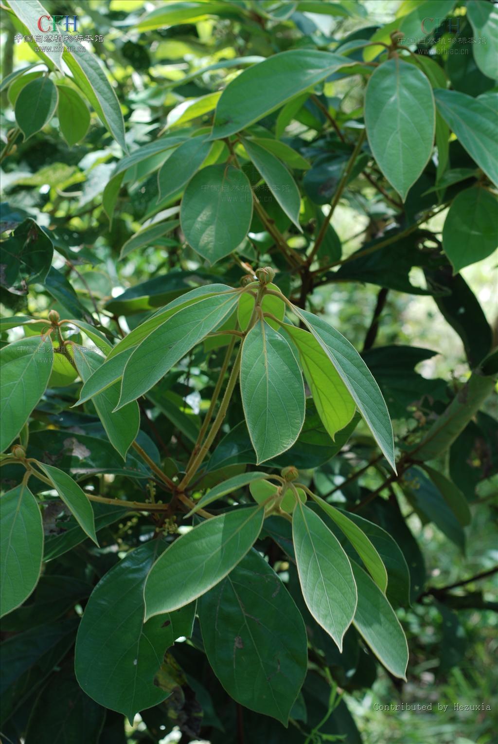  p>假柿木姜子(学名: i>litsea monopetala /i> (roxb.) pers.