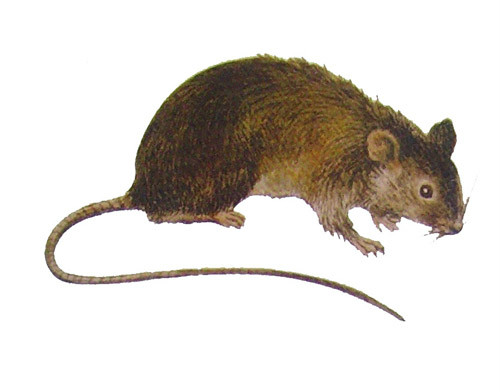  p>黄胸鼠(学名: i>rattus flavipectus /i>)别名屋顶鼠,黄腹鼠,体型