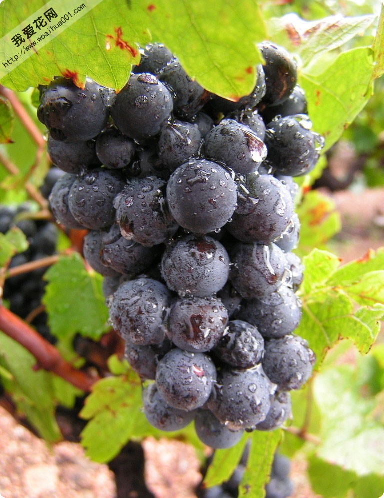 黑提葡萄