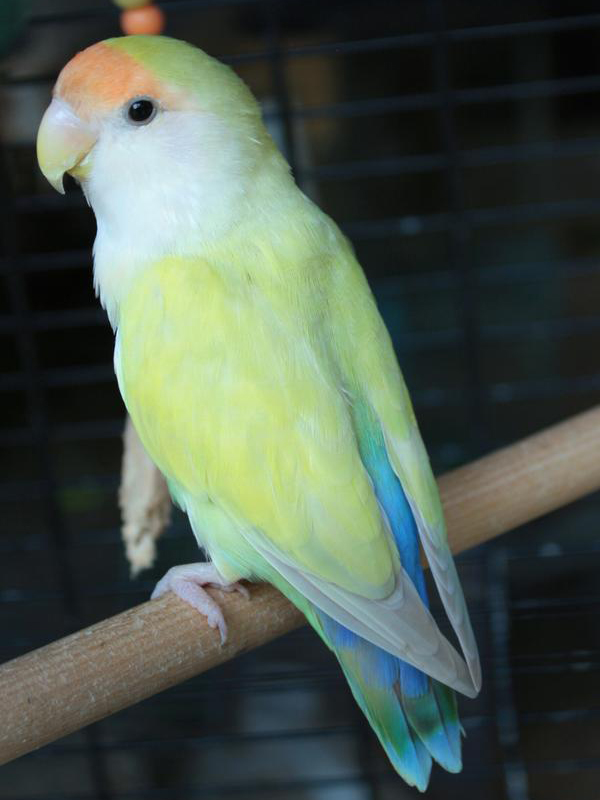  p>桃脸牡丹鹦鹉(学名: i>agapornis roseicollis /i>):体长一般在15