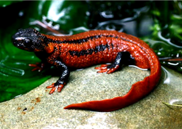  p>红瘰疣螈,为 a target="_blank" href="/item/蝾螈科/5043592"