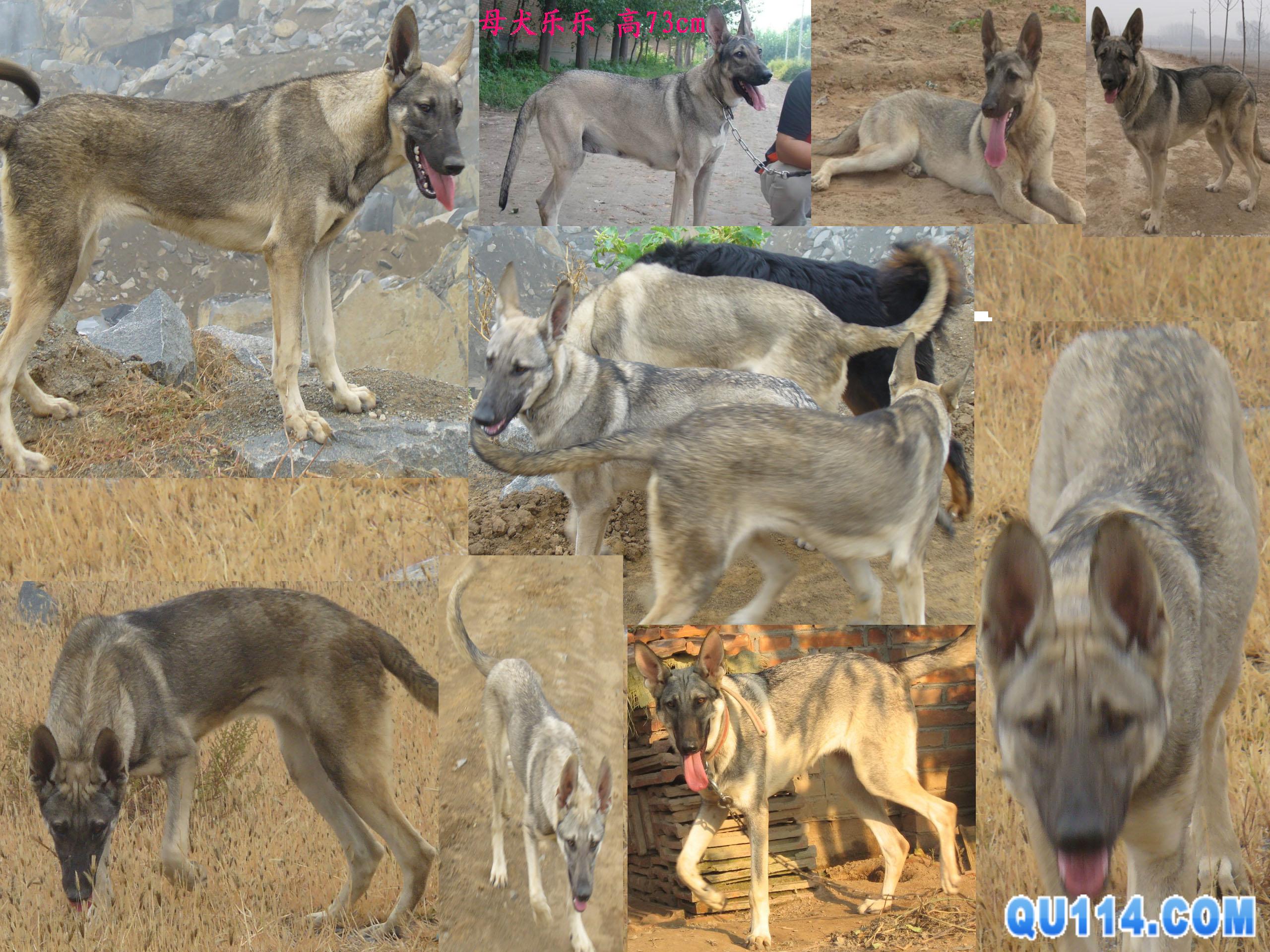  p>狼青犬是一种狼青色的狼犬,在我国分布比较广泛,尤其在北方地区