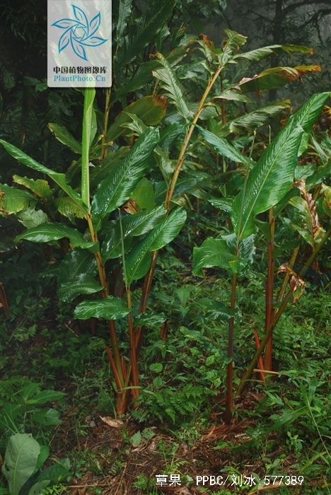  p>草果(学名: i>amomum tsaoko /i> crevost et lemarie)是姜科,豆蔻