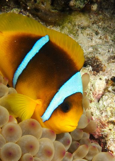  p>红海双带小丑(学名:amphiprion bicinctus)体呈近于圆形,侧扁;口前