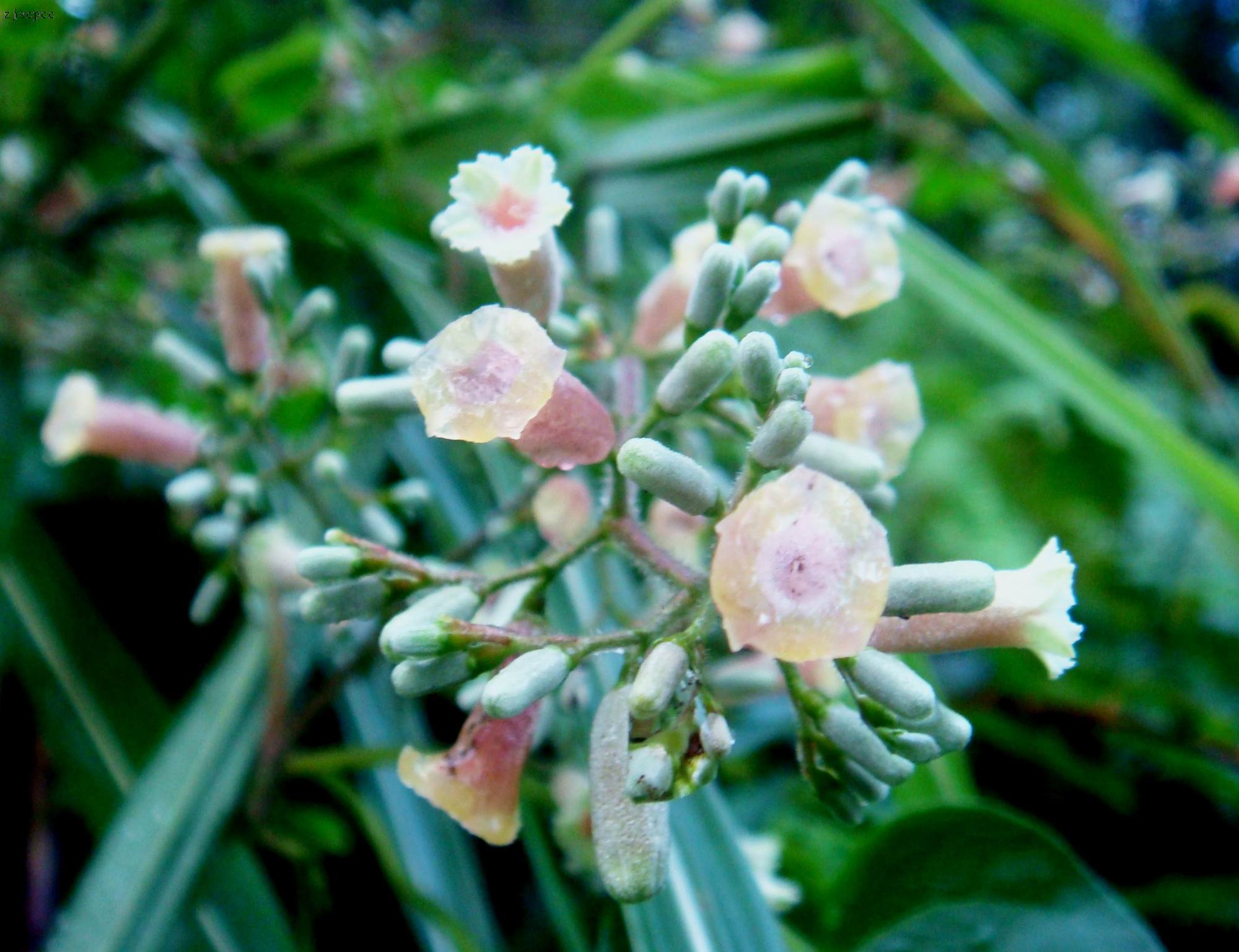 是茜草科,鸡屎藤属藤状 a target="_blank" href="/item/灌木